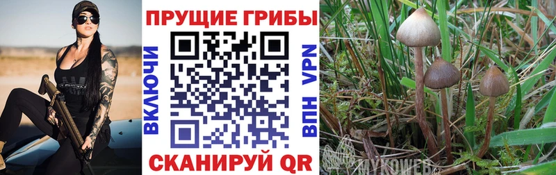 где можно купить наркотик Лянтор Псилоцибиновые грибы Cubensis